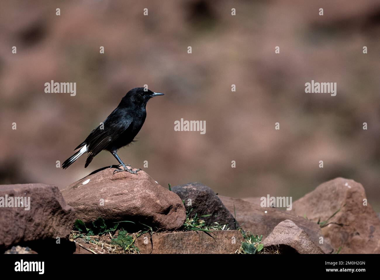 Schwarzes Weizenohr, Oenanthe leucura, Marokko. Stockfoto