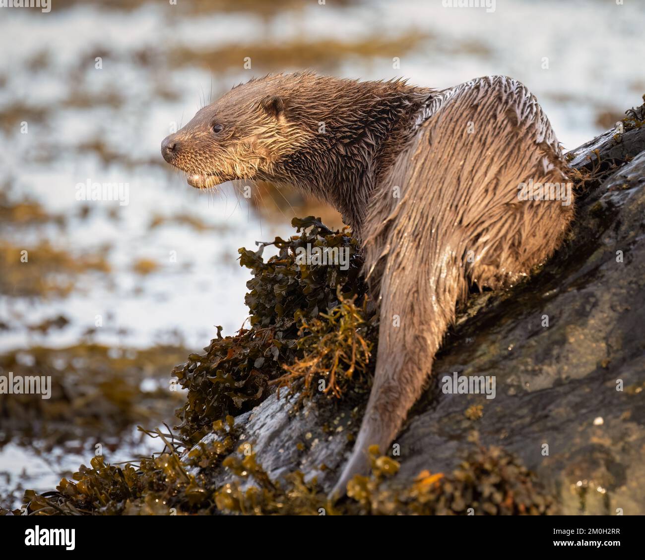 Europäischer Otter, der auf einem Felsen sitzt, Isle of Mull Stockfoto