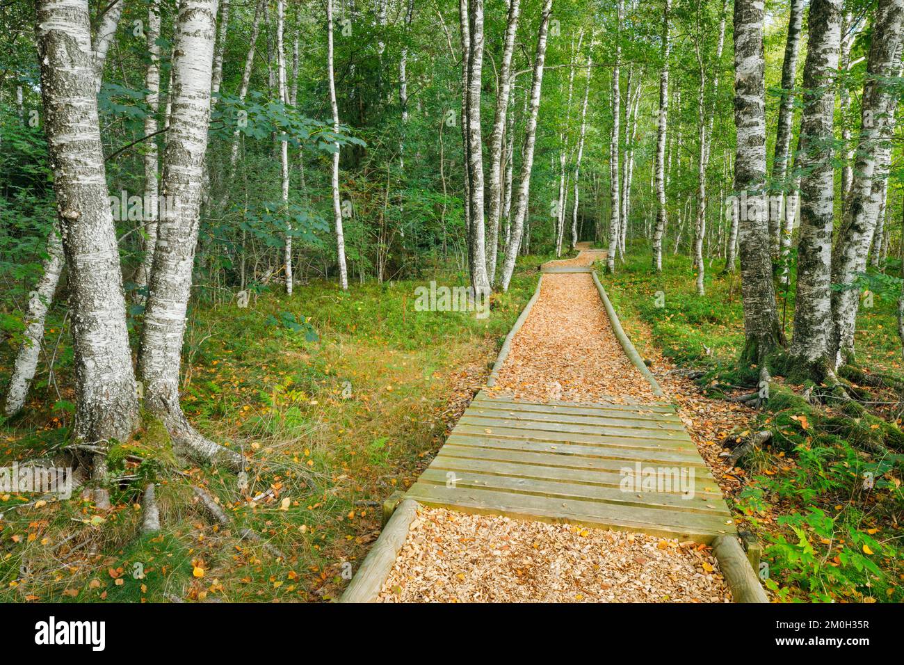 Waldweg im Birkenwald bei Les Ponts-de-Martel im Kanton Neuchâtel, Schweiz, Europa Stockfoto