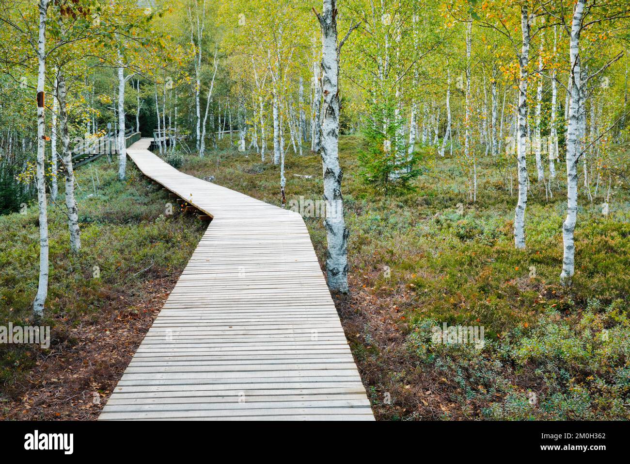 Waldweg im Birkenwald bei Les Ponts-de-Martel im Kanton Neuchâtel, Schweiz, Europa Stockfoto