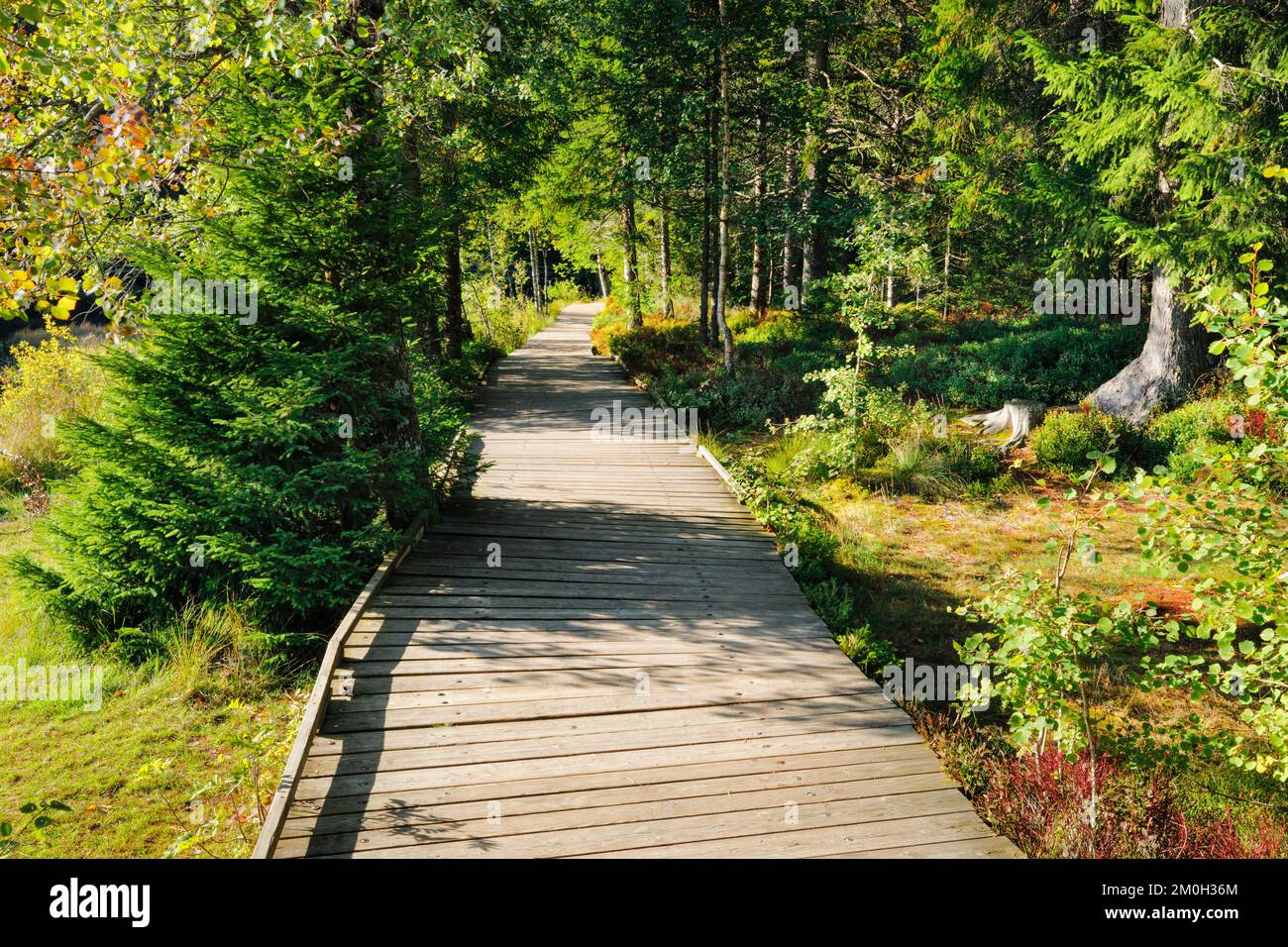 Holzweg im Wald entlang des Sumpfsees Etang de la Gruère im Kanton Jura, Schweiz, Europa Stockfoto