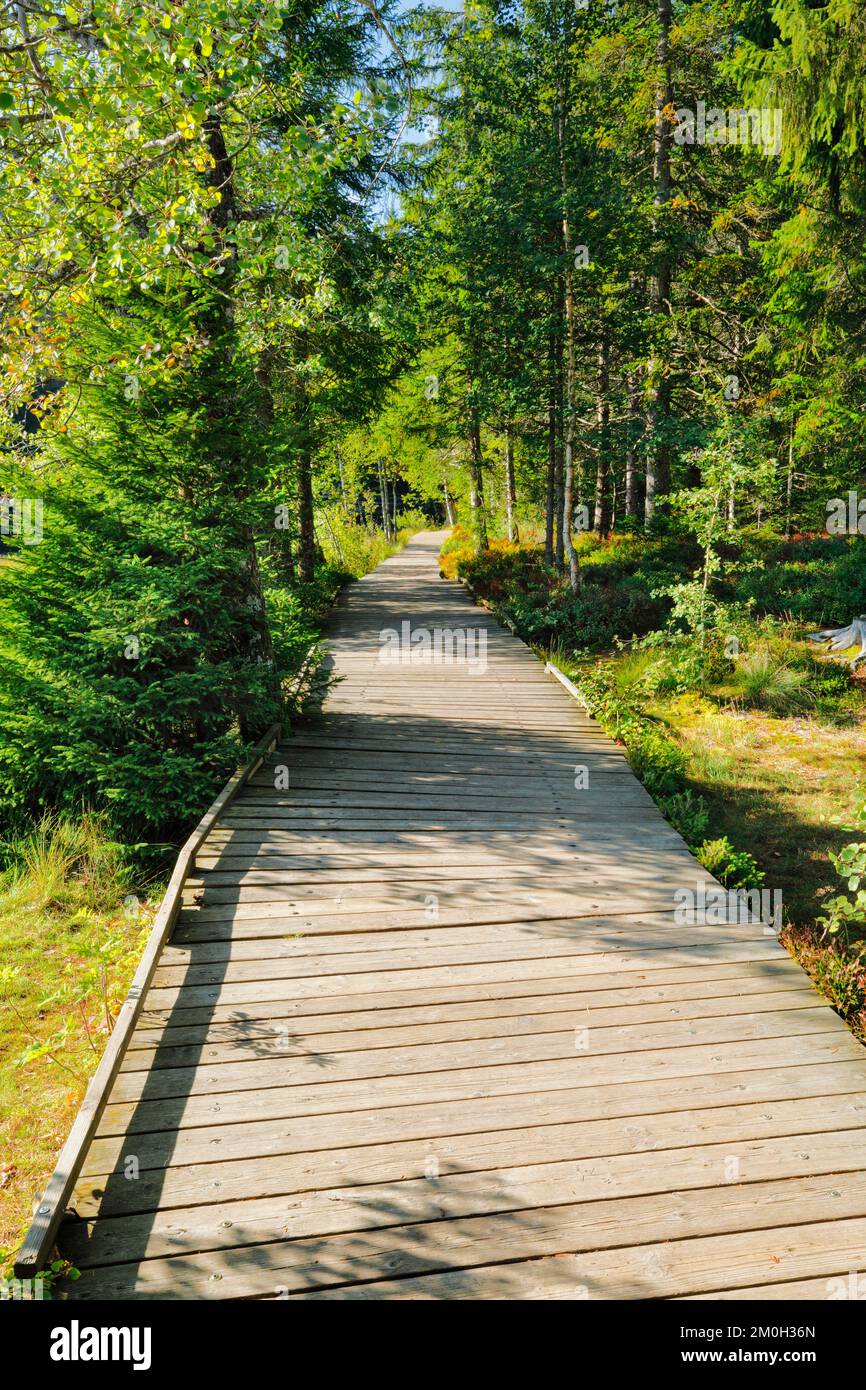 Holzweg im Wald entlang des Sumpfsees Etang de la Gruère im Kanton Jura, Schweiz, Europa Stockfoto