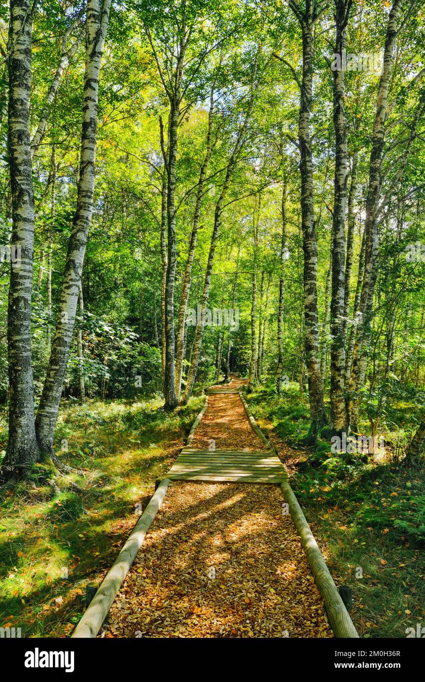 Waldweg im Birkenwald bei Les Ponts-de-Martel im Kanton Neuchâtel, Schweiz, Europa Stockfoto