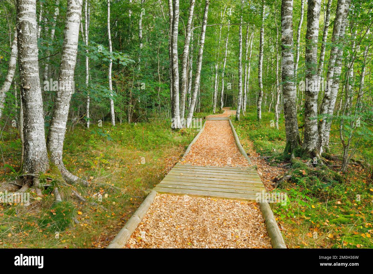 Waldweg im Birkenwald bei Les Ponts-de-Martel im Kanton Neuchâtel, Schweiz, Europa Stockfoto