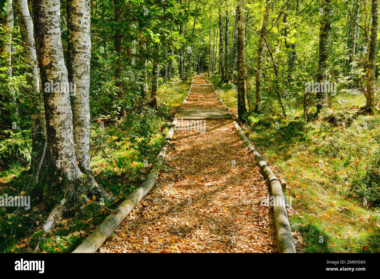 Waldweg im Birkenwald bei Les Ponts-de-Martel im Kanton Neuchâtel, Schweiz, Europa Stockfoto