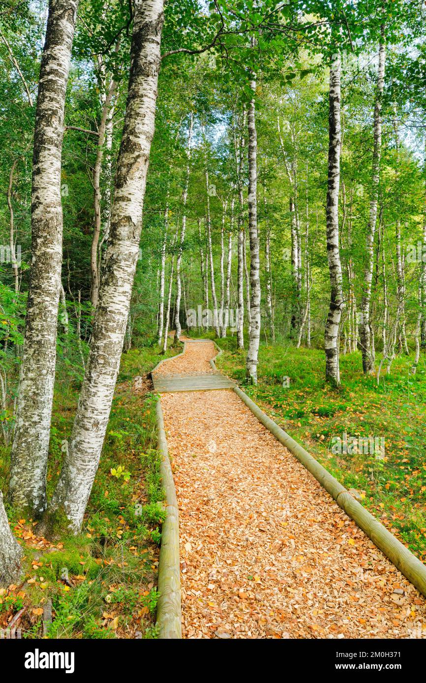 Waldweg im Birkenwald bei Les Ponts-de-Martel im Kanton Neuchâtel, Schweiz, Europa Stockfoto