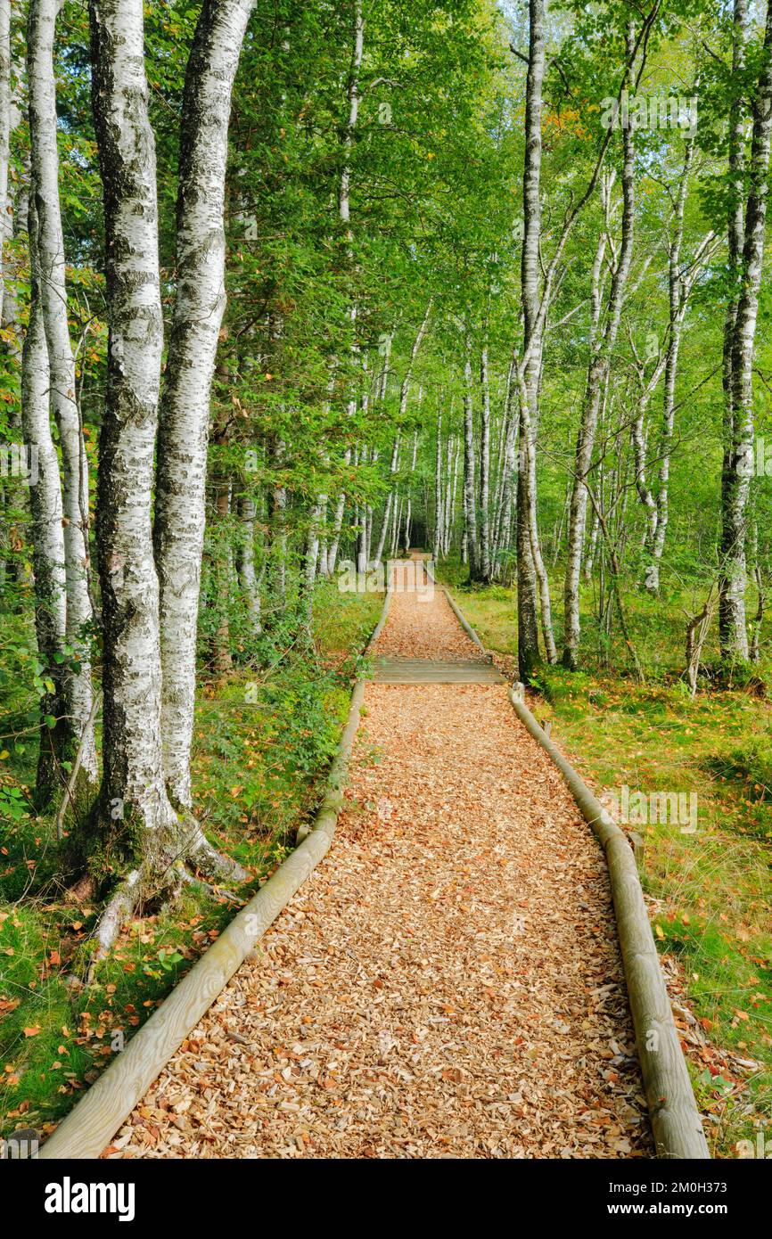 Waldweg im Birkenwald bei Les Ponts-de-Martel im Kanton Neuchâtel, Schweiz, Europa Stockfoto