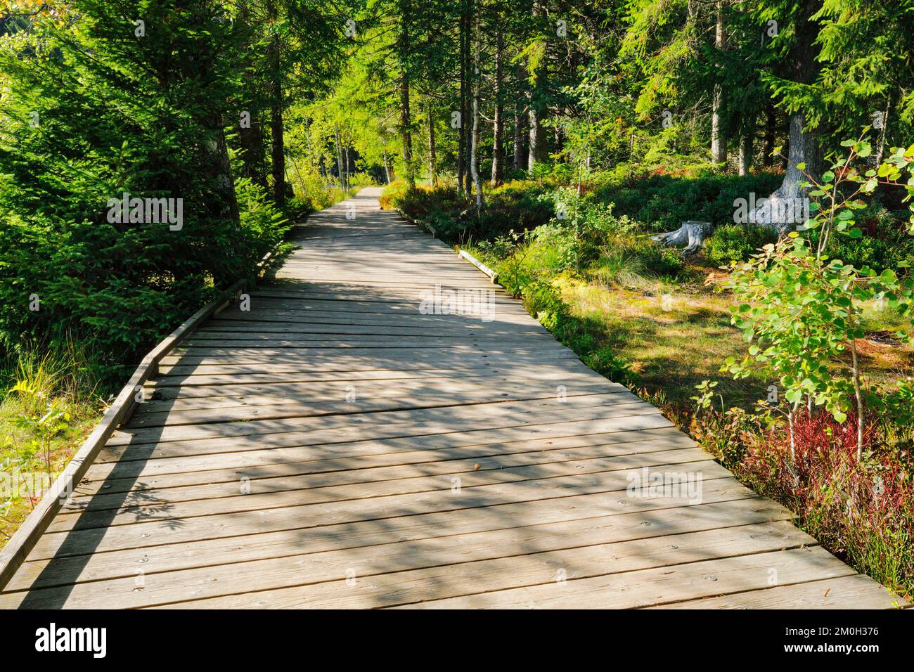 Holzweg im Wald entlang des Sumpfsees Etang de la Gruère im Kanton Jura, Schweiz, Europa Stockfoto