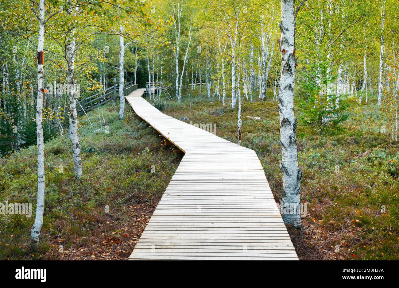 Waldweg im Birkenwald bei Les Ponts-de-Martel im Kanton Neuchâtel, Schweiz, Europa Stockfoto