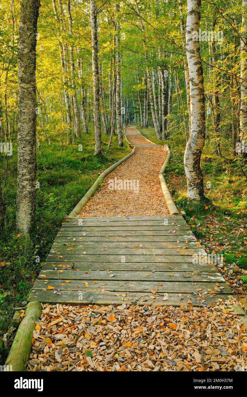 Waldweg im Birkenwald bei Les Ponts-de-Martel im Kanton Neuchâtel, Schweiz, Europa Stockfoto
