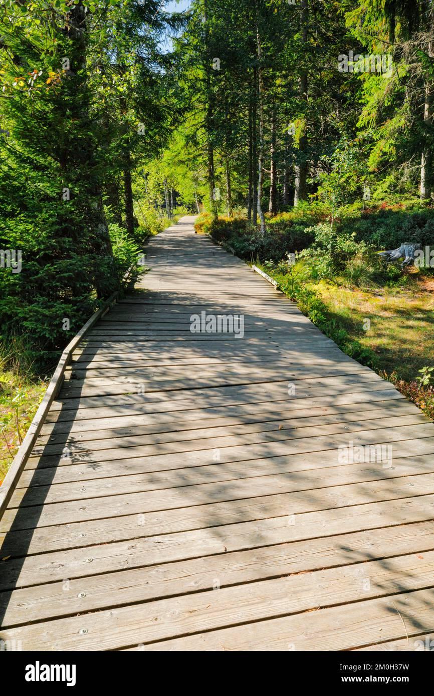 Holzweg im Wald entlang des Sumpfsees Etang de la Gruère im Kanton Jura, Schweiz, Europa Stockfoto