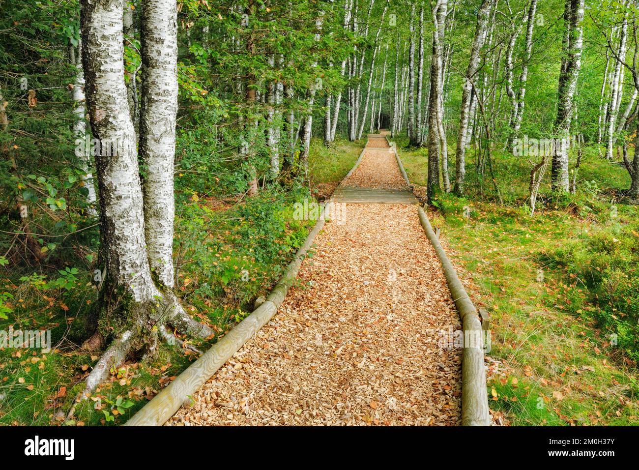 Waldweg im Birkenwald bei Les Ponts-de-Martel im Kanton Neuchâtel, Schweiz, Europa Stockfoto