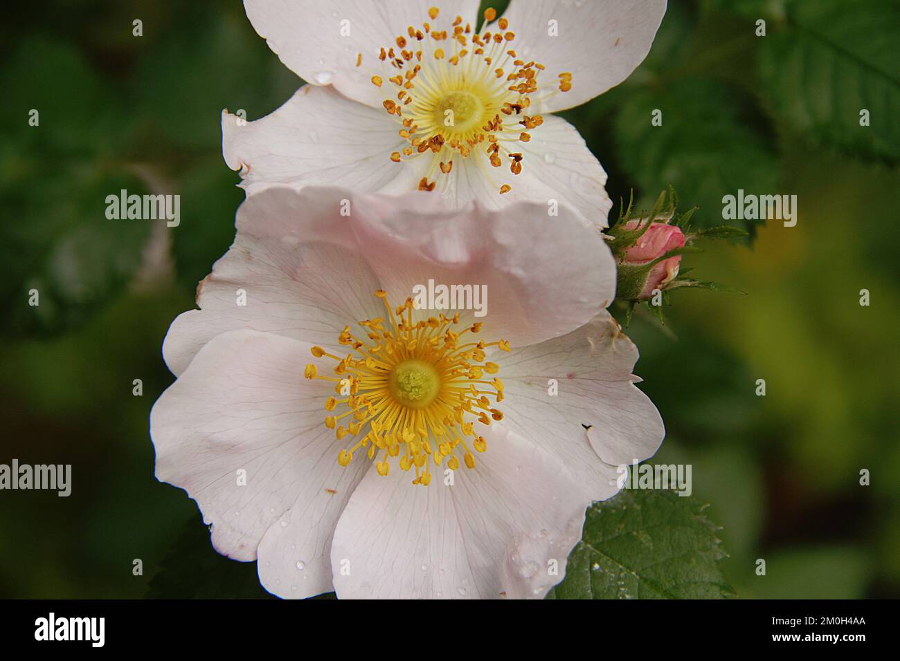 Nahaufnahme einer Hundrose (Rosa canina) Stockfoto