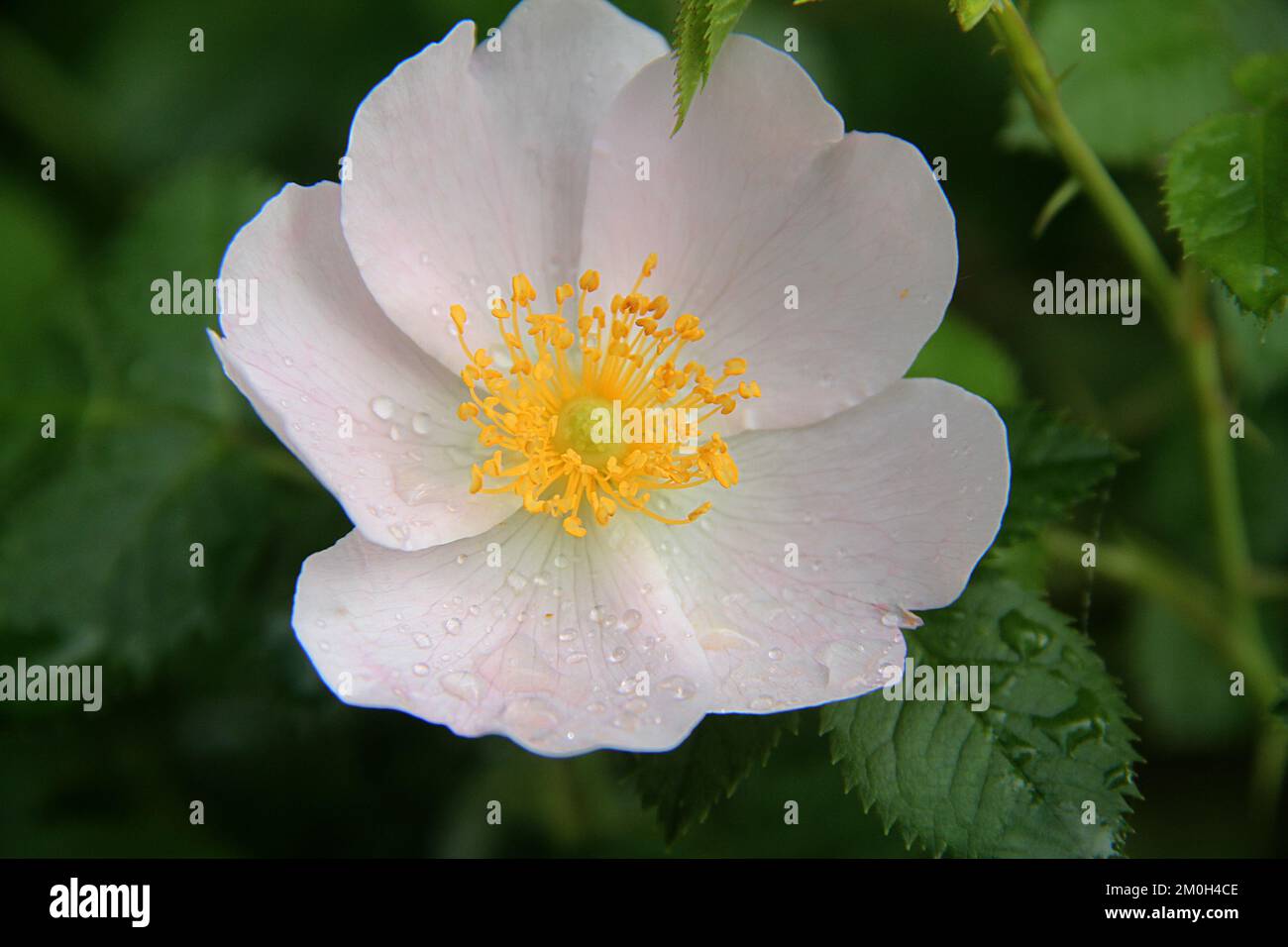 Nahaufnahme einer Hundrose (Rosa canina) Stockfoto