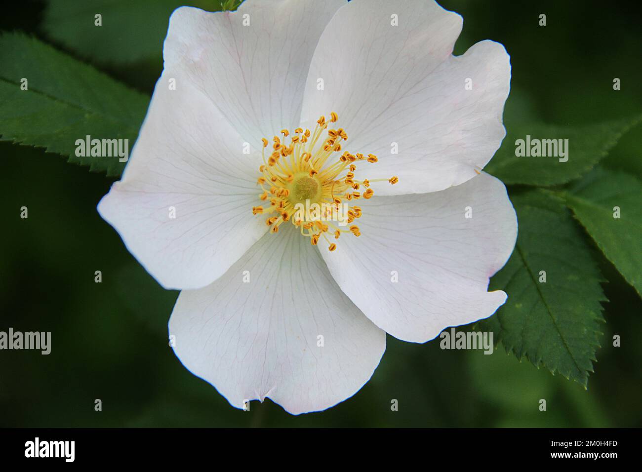 Nahaufnahme einer weißen Hundrose (Rosa canina) Stockfoto