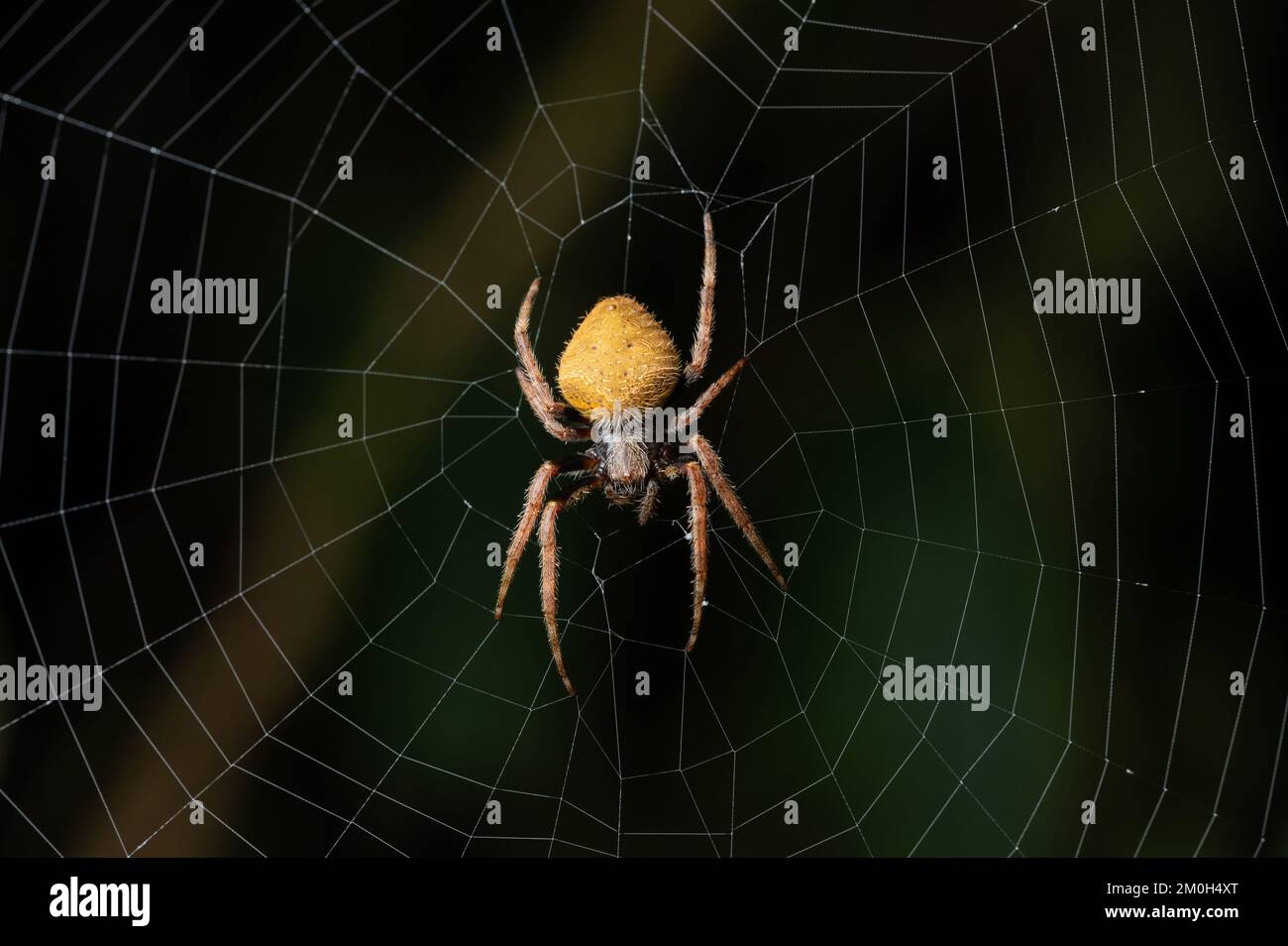 Gelbe Spinne auf der Nahansicht des Netzmakros Stockfoto