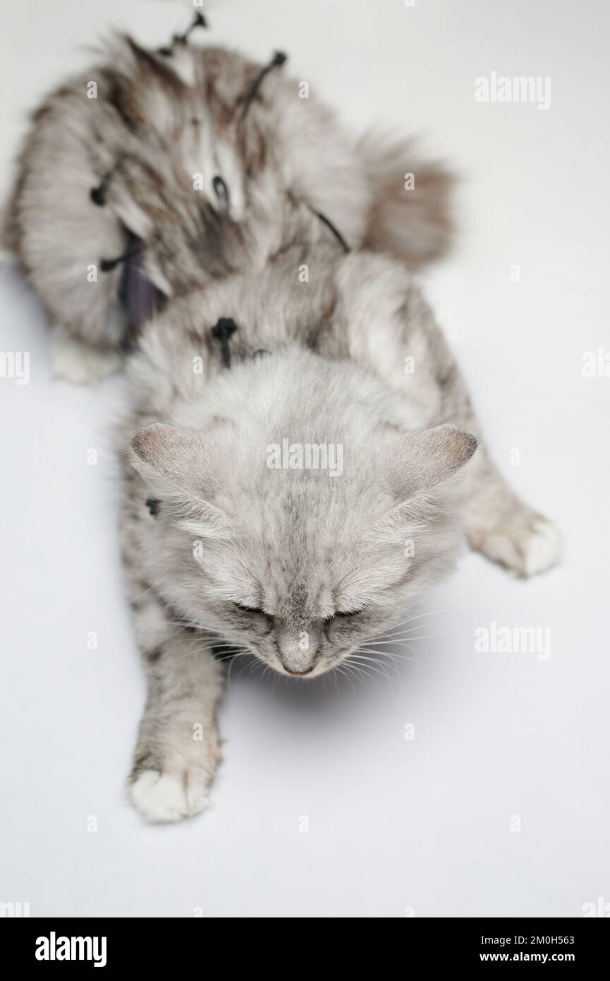 Tierklinikthema. Katze nach Operation Sitz isoliert im Studiohintergrund Stockfoto