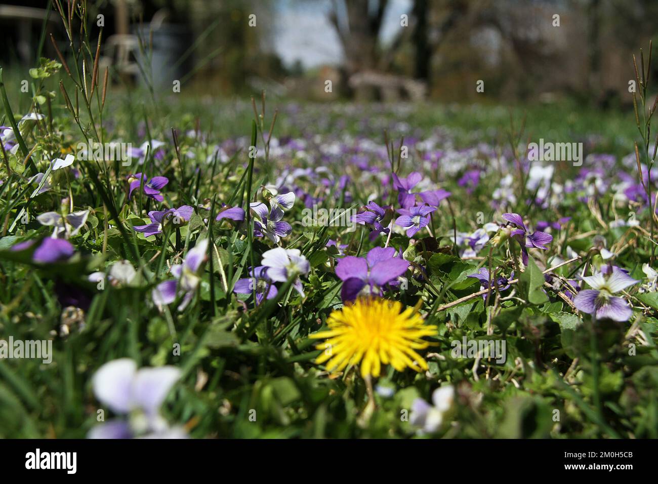 Veilchen in Blüte Stockfoto