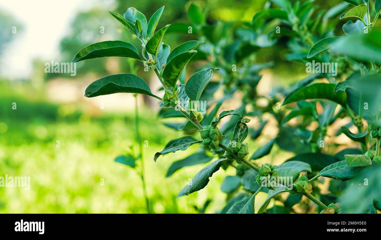Immunitätsverstärker-Pflanze, Withania somnifera ihre Wurzeln und Früchte werden seit Hunderten von Jahren für medizinische Zwecke verwendet Stockfoto