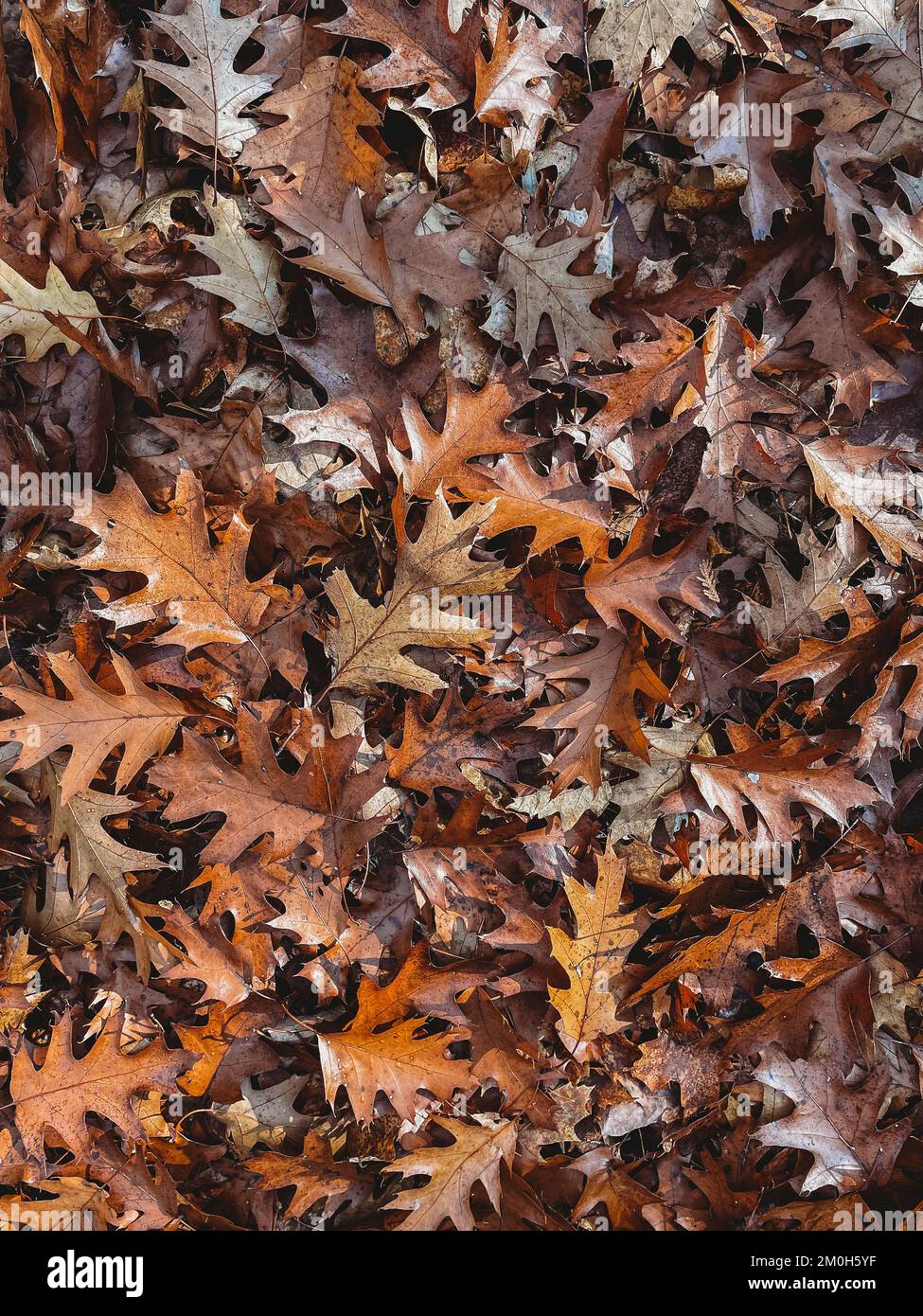 Teppich aus vielen gefallenen braunen Eichenblättern auf dem Boden im Herbst. Stockfoto