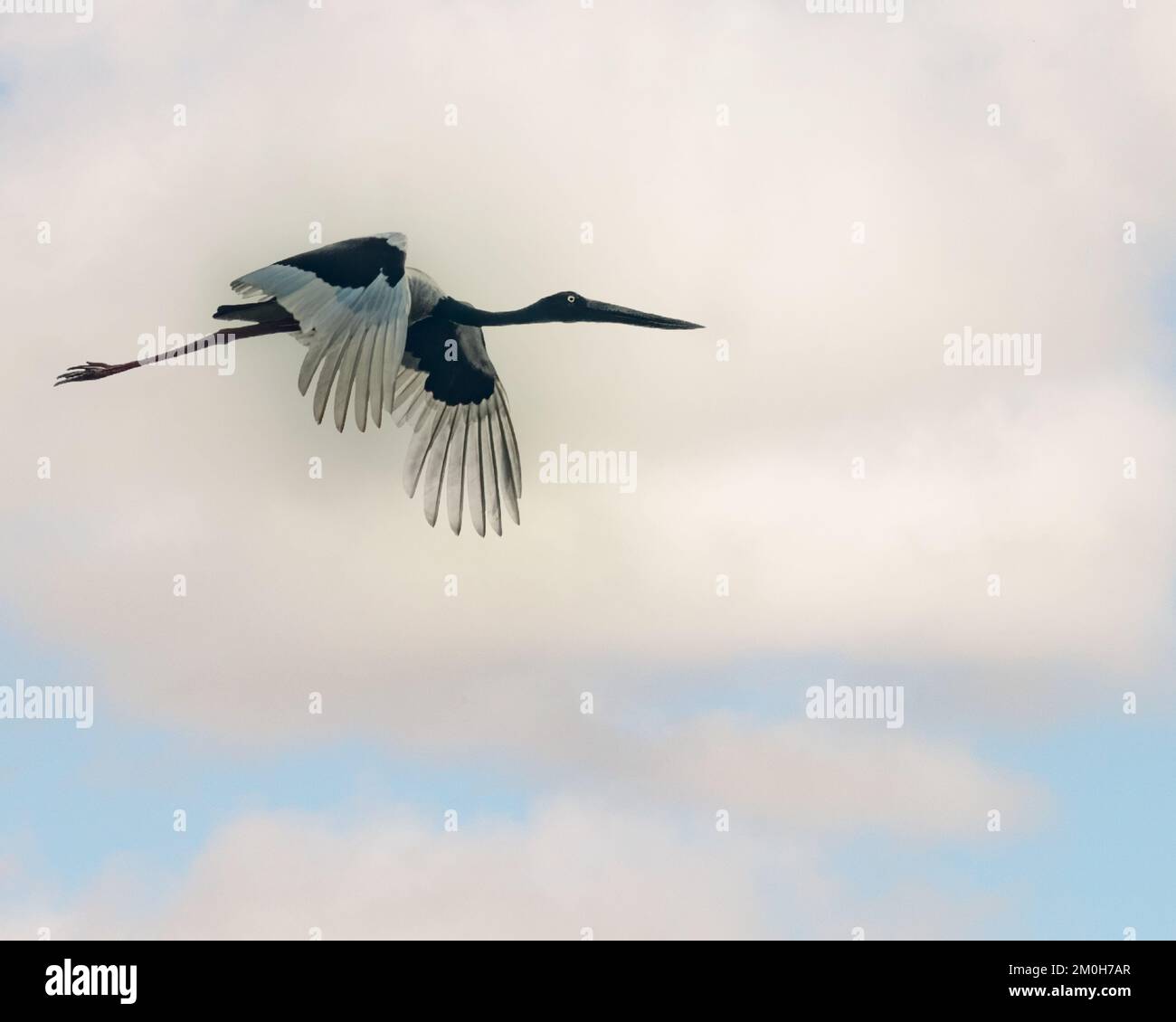 Ein Schwarzhalsstorch im Flug Stockfoto