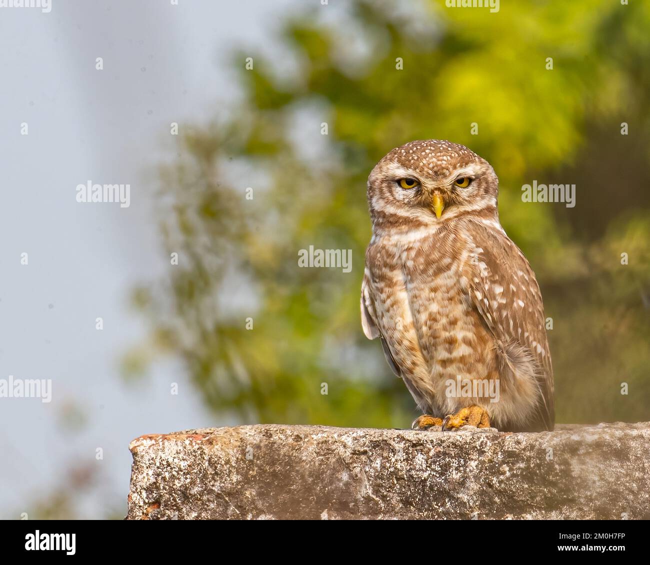 Eine gefleckte Eule, die an einer Wand ruht Stockfoto