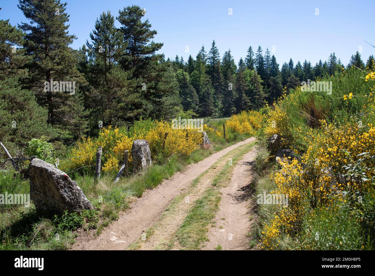 Frankreich, Lozere, Langogne, Mercoire-Wald Stockfoto