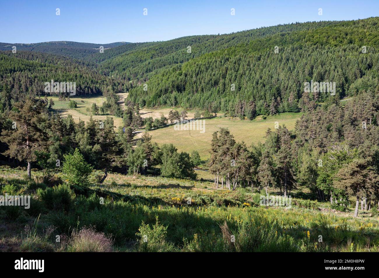 Frankreich, Lozere, Langogne, Mercoire-Wald Stockfoto