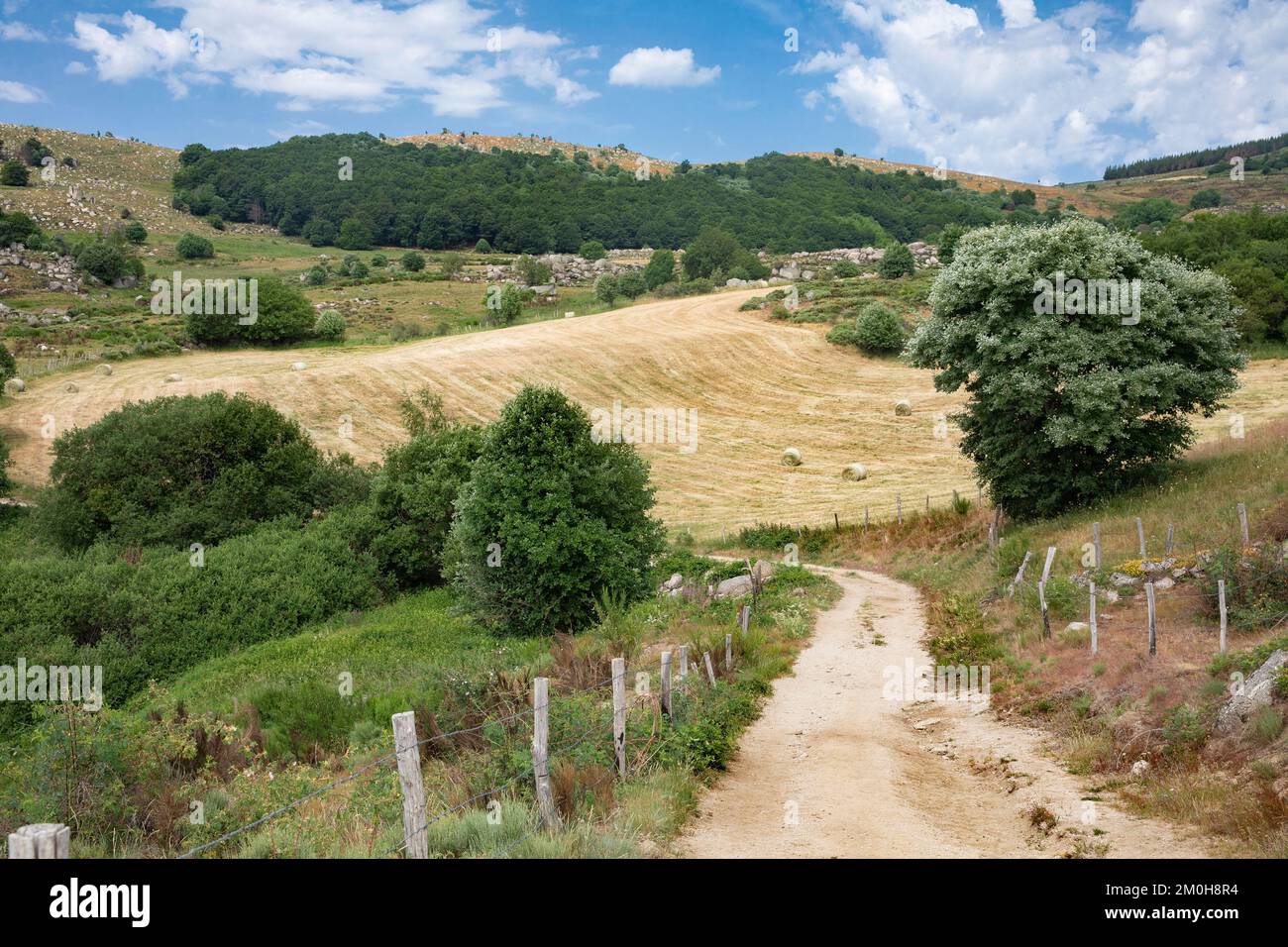 Frankreich, Lozere, Le Pont de Montvert, Finiels, Mont Lozere, auf dem Weg nach Stevenson Stockfoto