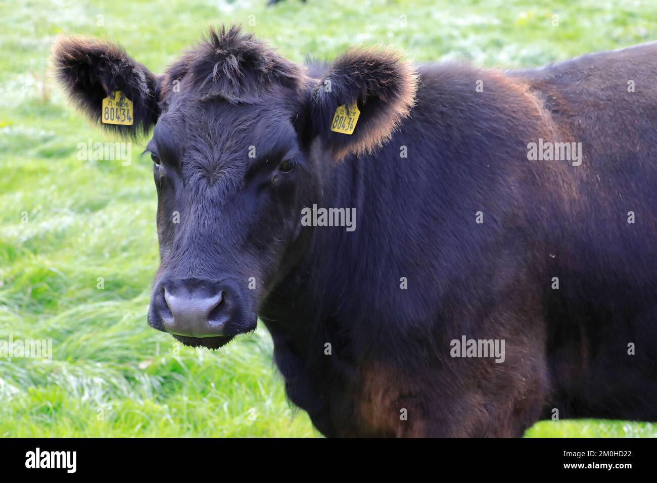 Irland, Leinster Province, County Westmeath, Glasson, Lough Ree, Die Murphy Family Farm, Kuh der Rinderrasse British angus (oder Aberdeen Angus) Stockfoto