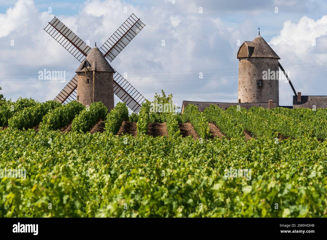 Frankreich, Maine et Loire, Chaudefonds sur Layon, Loire-Tal, UNESCO-Weltkulturerbe, Coteaux du Layon, Domaine Patrick Baudoin Stockfoto