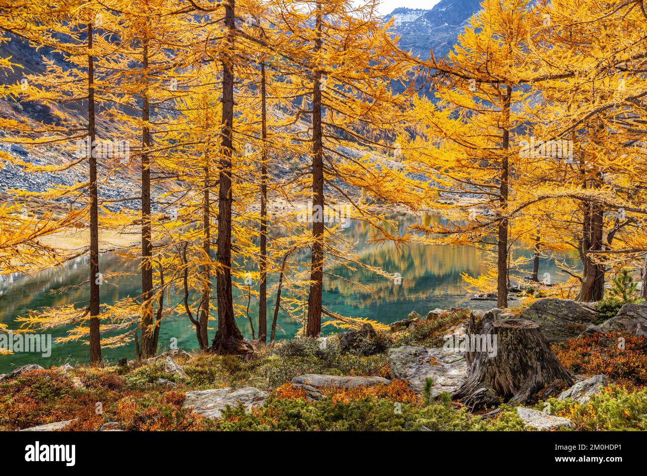Italien, Aosta-Tal, Val d'Arpy, Lac d'Arpy (2066 m) im Herzen des Lärchenwaldes im Herbst Stockfoto