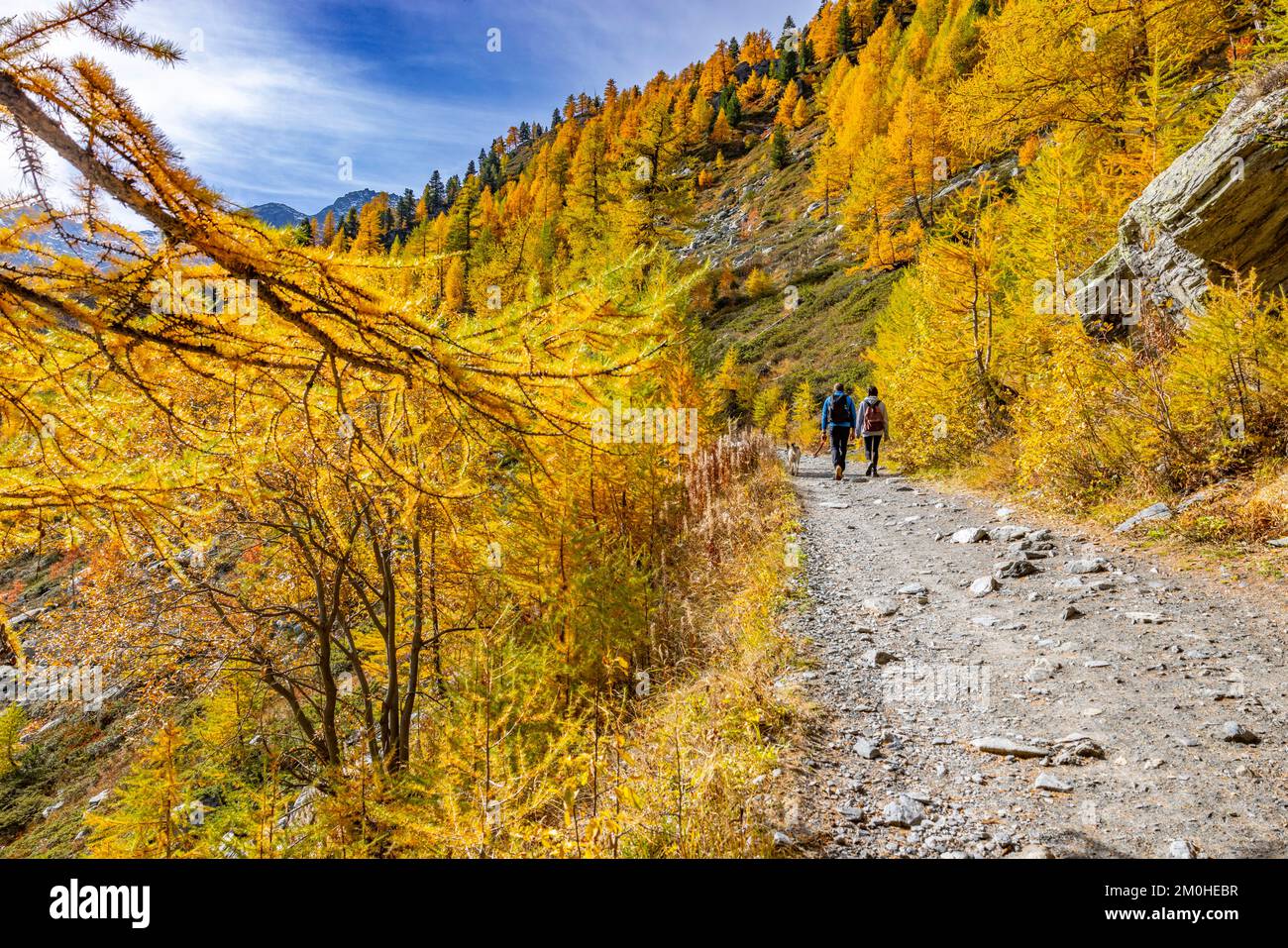 Italien, Aosta-Tal, Val d'Arpy, Larch-Wald im Herbst, auf dem Weg zum Arpy-See (2066 m), Stockfoto