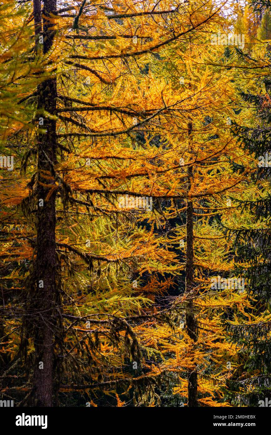 Italien, Aosta-Tal, Val d'Arpy, Larch-Wald im Herbst, auf dem Weg zum Arpy-See (2066 m), Stockfoto