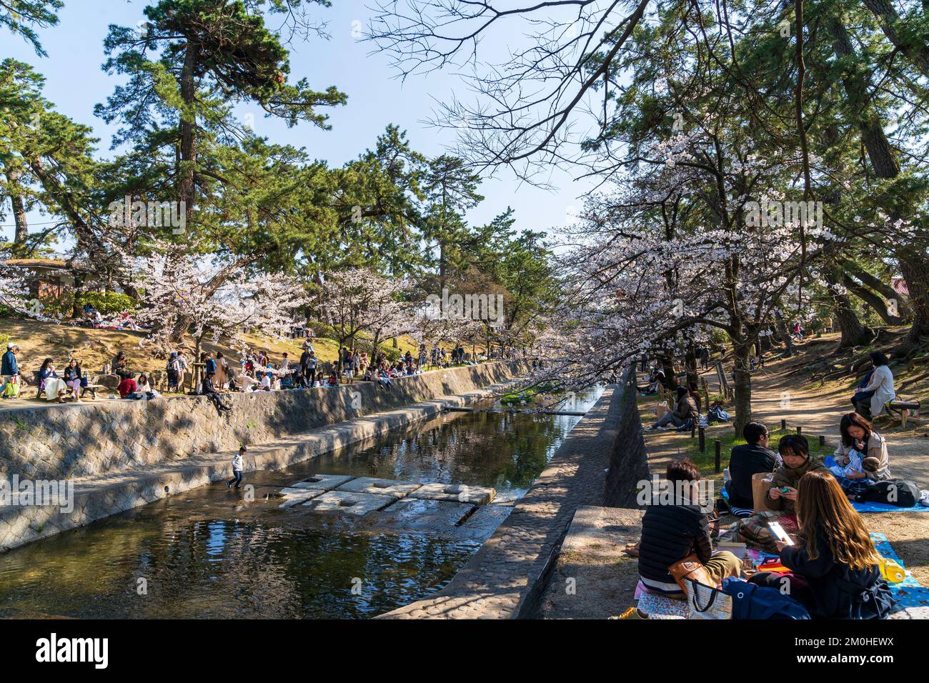Gruppen von Menschen sitzen auf blauen Matten unter Kirschblüten und veranstalten traditionelle Picknicks und Partys am Shukugawa-Fluss in Japan. Stockfoto
