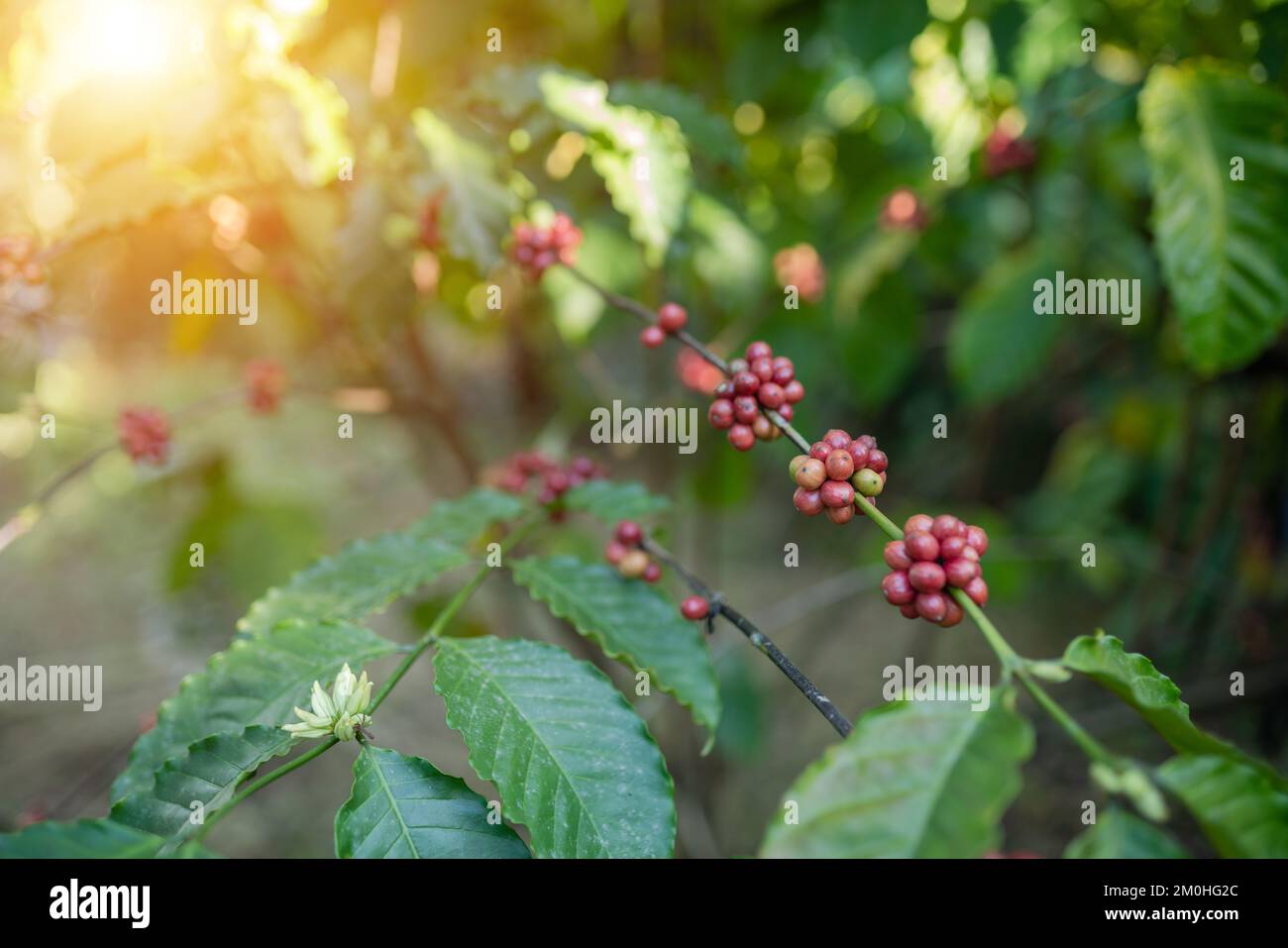 Beeren Robusta Kaffeebaum im Garten am Mekong Flussufer der Provinz Nong Khai, Thailand. Stockfoto