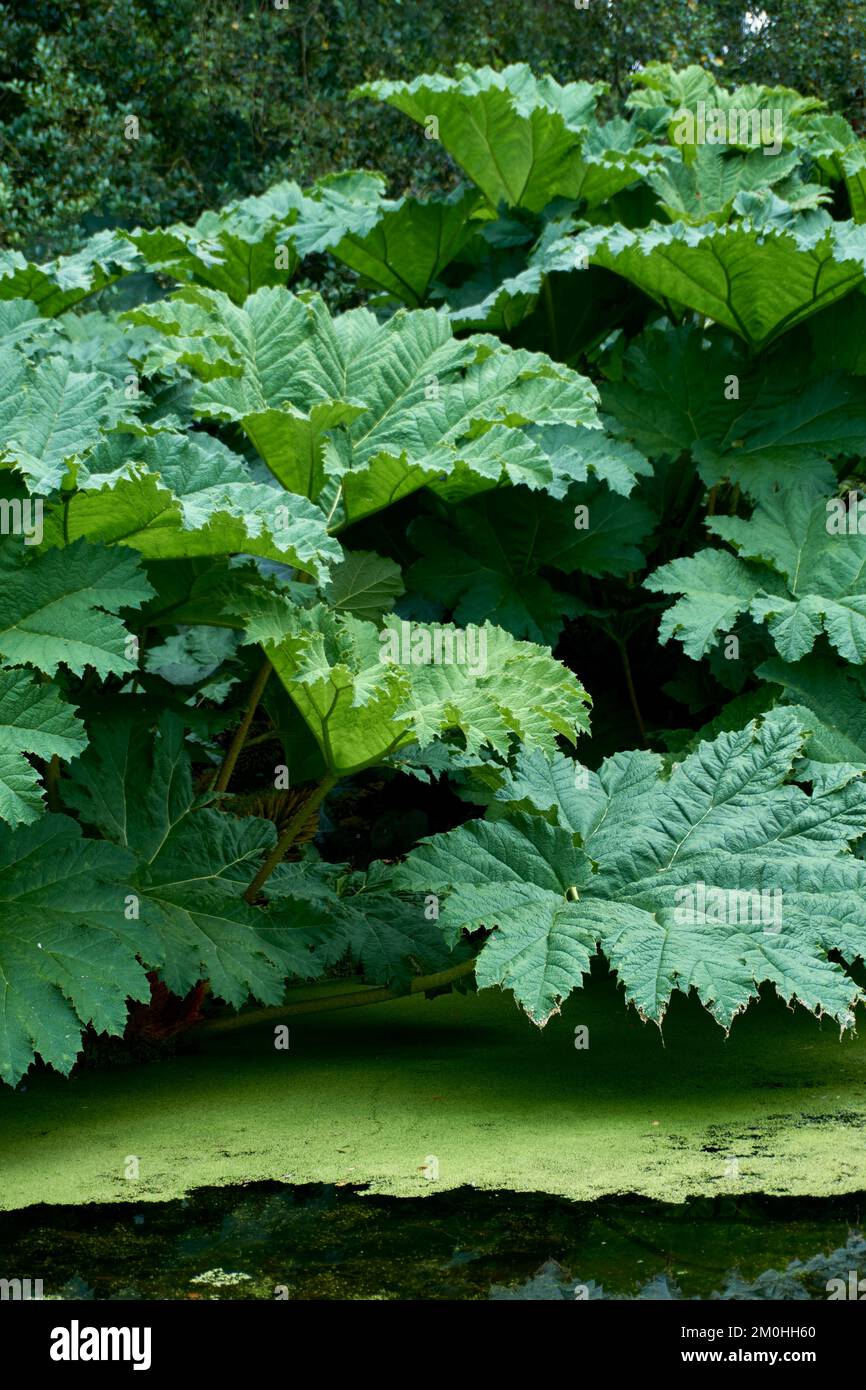 Riesige Rhubarb Gunnera manicata, die neben einem Gartenteich wächst. Stockfoto