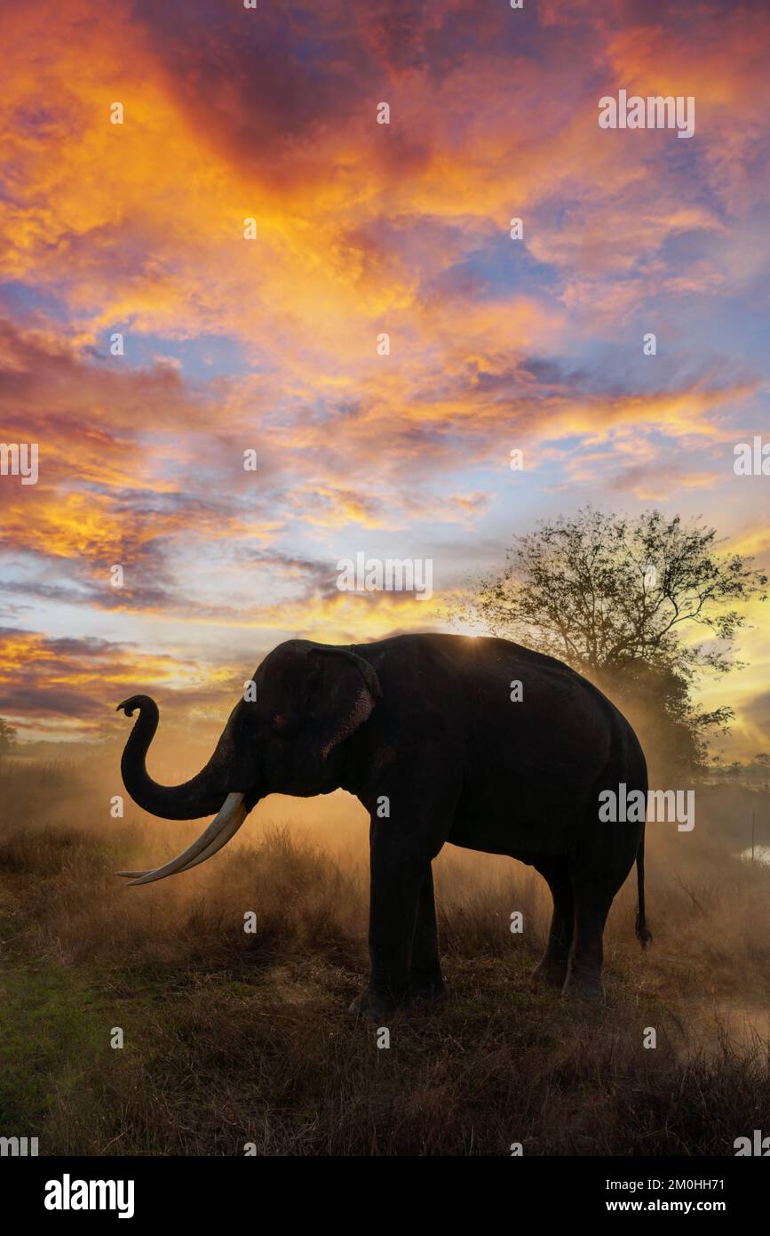 Vertikales Porträt eines thailändischen Elefanten im Nebel Stockfoto