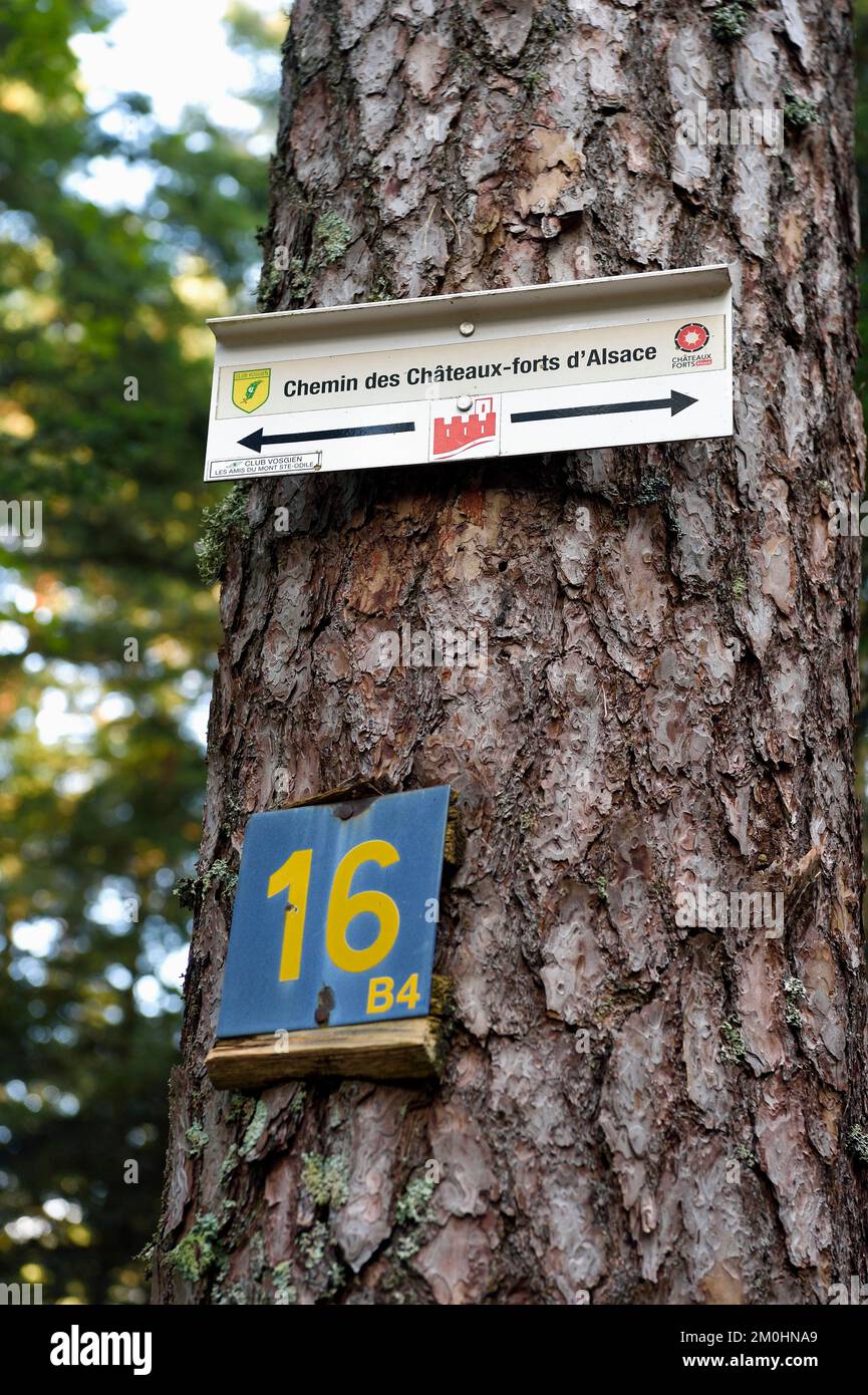 Frankreich, Bas Rhin, Mont Saint Odile, Wandern der Chemine des Chateaux-Forts d'Alsace (Wege der Schlösser des Elsass), Schild auf einem Baum Stockfoto
