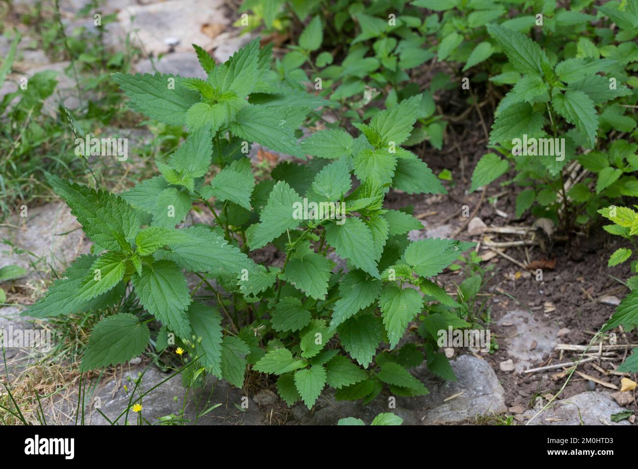 Brennnessel, Brennnessel, Große Brennessel, Urtica dioica, Brennnessel, Brennnessel, Nessel, Nesselblatt, La Grande ortie, ortie dioïque, ortie Stockfoto