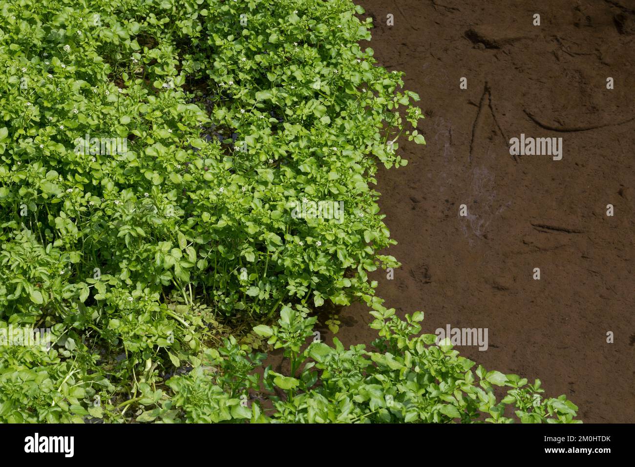 Nasturtium officinale -Fotos und -Bildmaterial in hoher Auflösung – Alamy