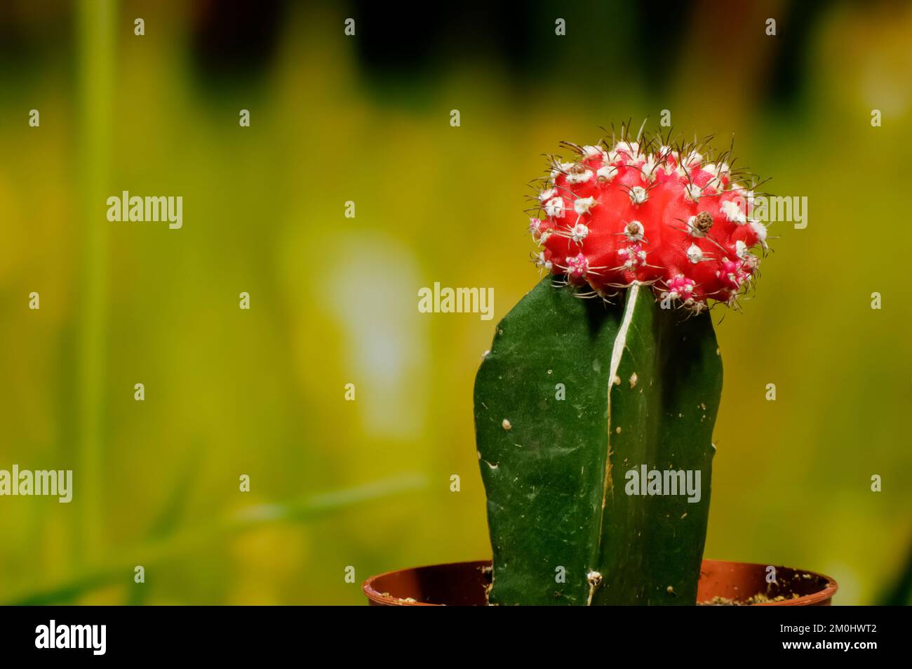 Kleiner dekorativer Kaktus mit roter Blume und langen bunten Wirbelsäulen auf einem dynamischen, bunten, verschwommenen Hintergrund, Pflanzen aus der Nähe, dekorativer Hintergrund wa Stockfoto