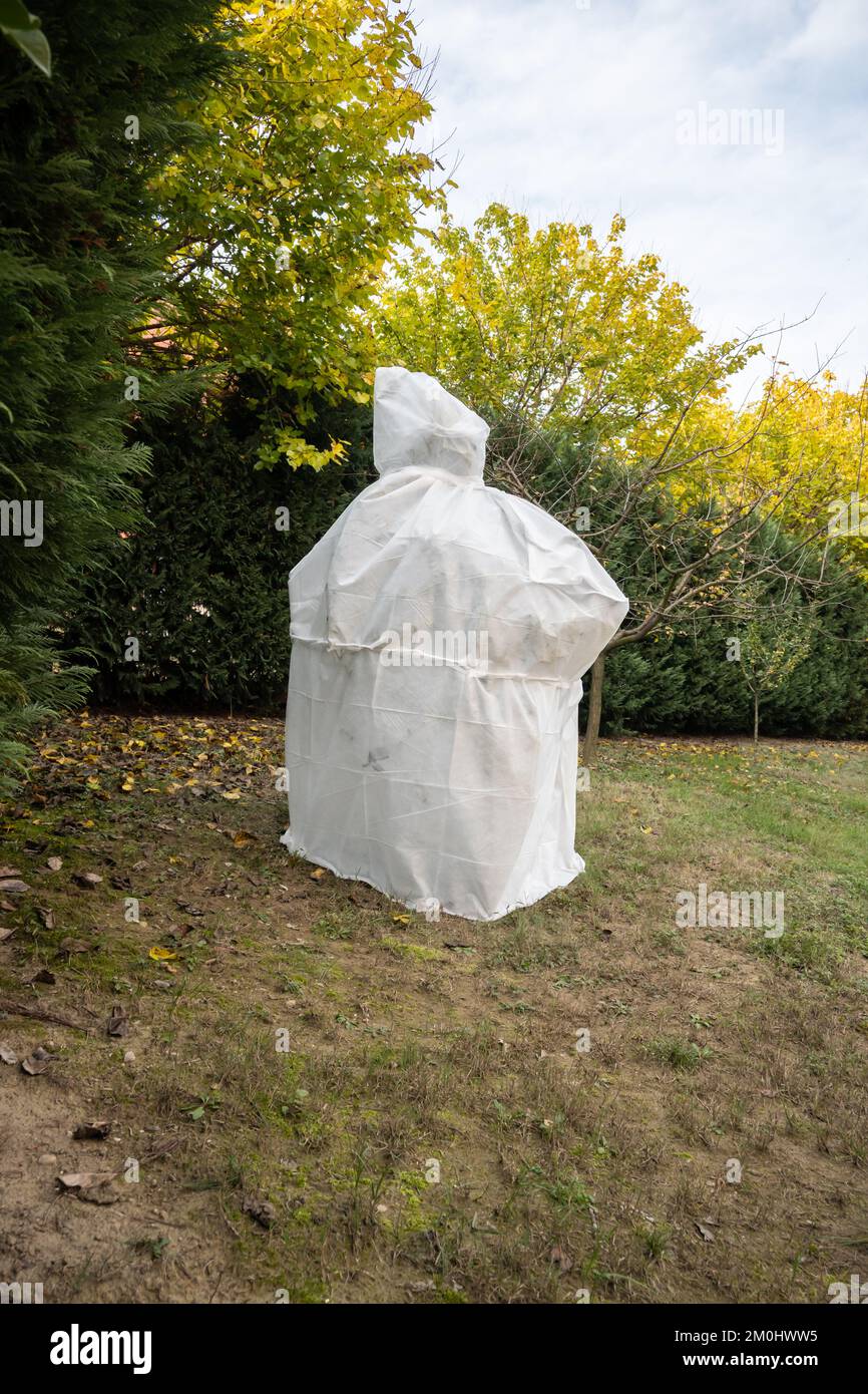 Olivenbaum, der mit einem speziellen technischen Stoff bedeckt ist, um ihn während der Wintersaison in Norditalien vor der Kälte zu schützen. Stockfoto