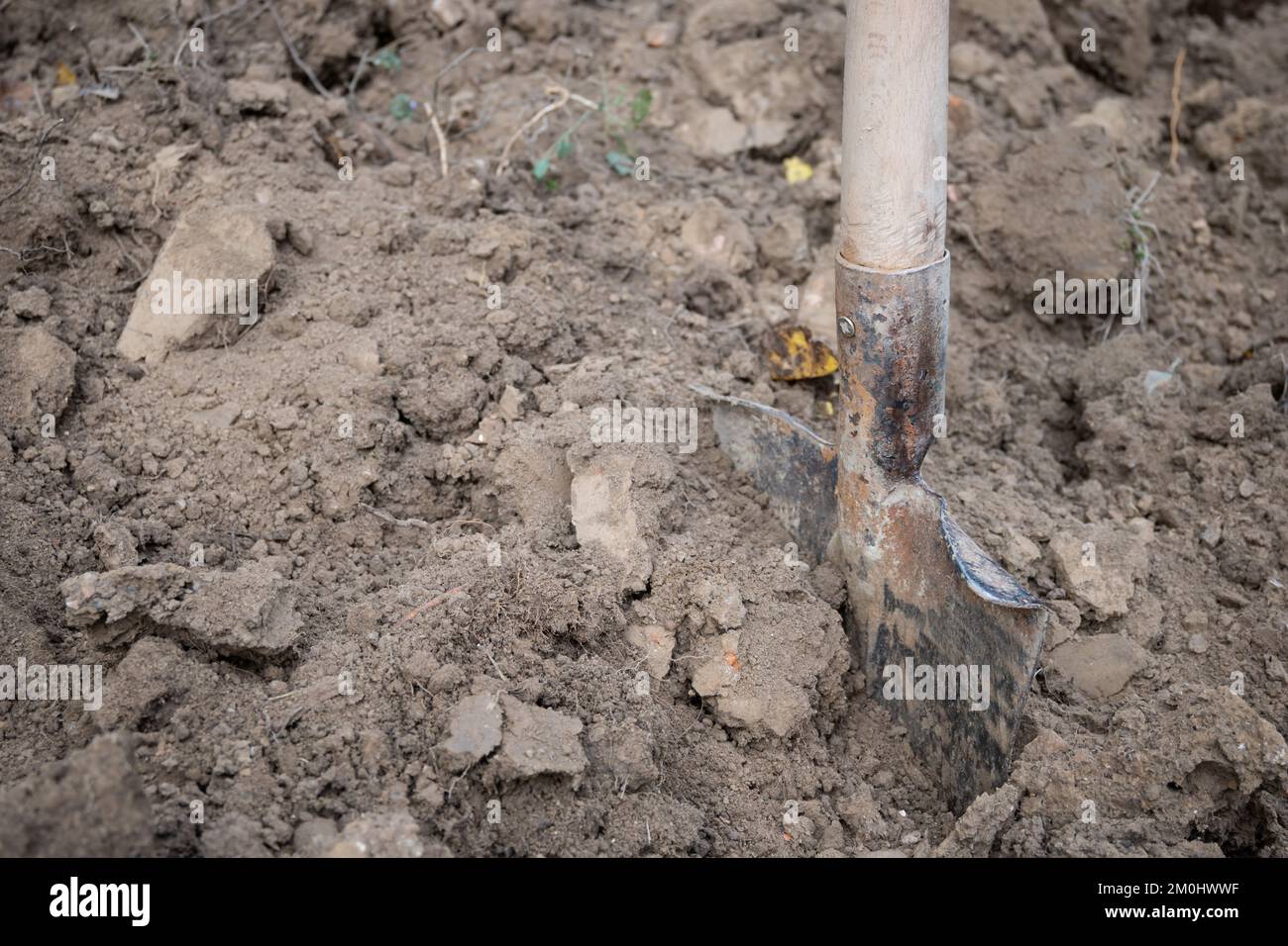 Grabarbeiten in einem Gemüsegarten zur Vorbereitung des Landes für die Frühjahrssaat. Stockfoto