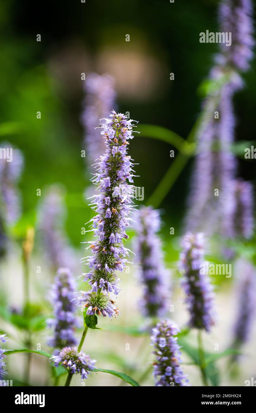 Ein vertikales Bild eines zerknitterten Riesenhysops im Feld mit flachem Fokus Stockfoto