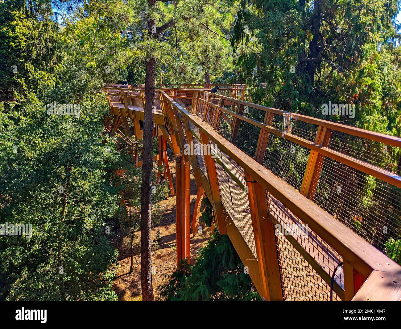 Hölzerner Treetop-Fußweg zwischen Tannen an hellen sonnigen Tagen im Serralves Park, Porto, Portugal Stockfoto