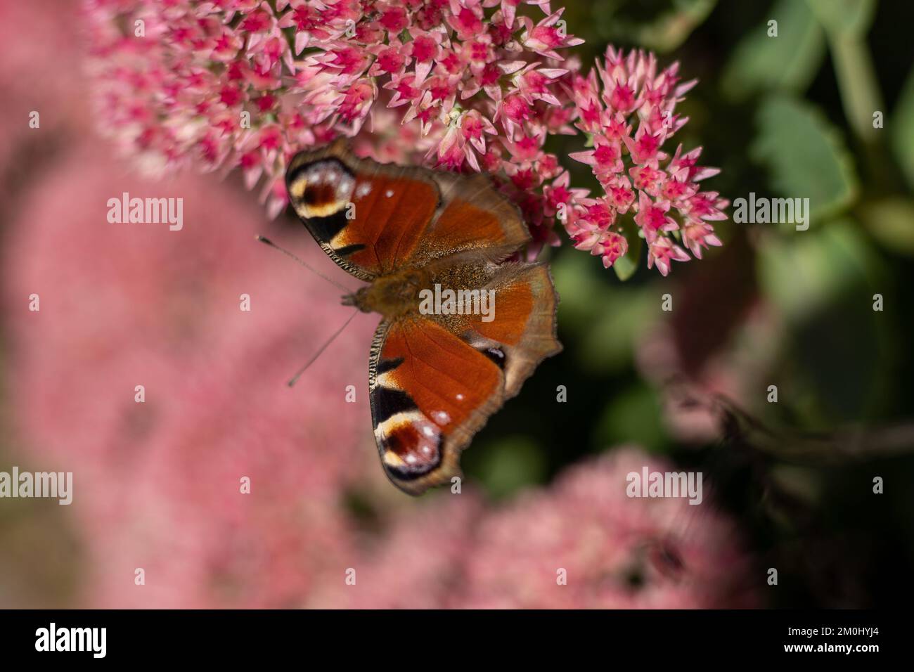 Ein Pfauenschmetterling frisst auf einer rosa Sedum-Blume - Hase-Kohl. Ein Blumenbeet mit Blumen, die von Insekten bestäubt werden. Schmetterlinge fliegen. Natur sonnigen Tag. Insekt. Schmetterlingsflügel. Grüne Pflanze aus nächster Nähe. Stockfoto