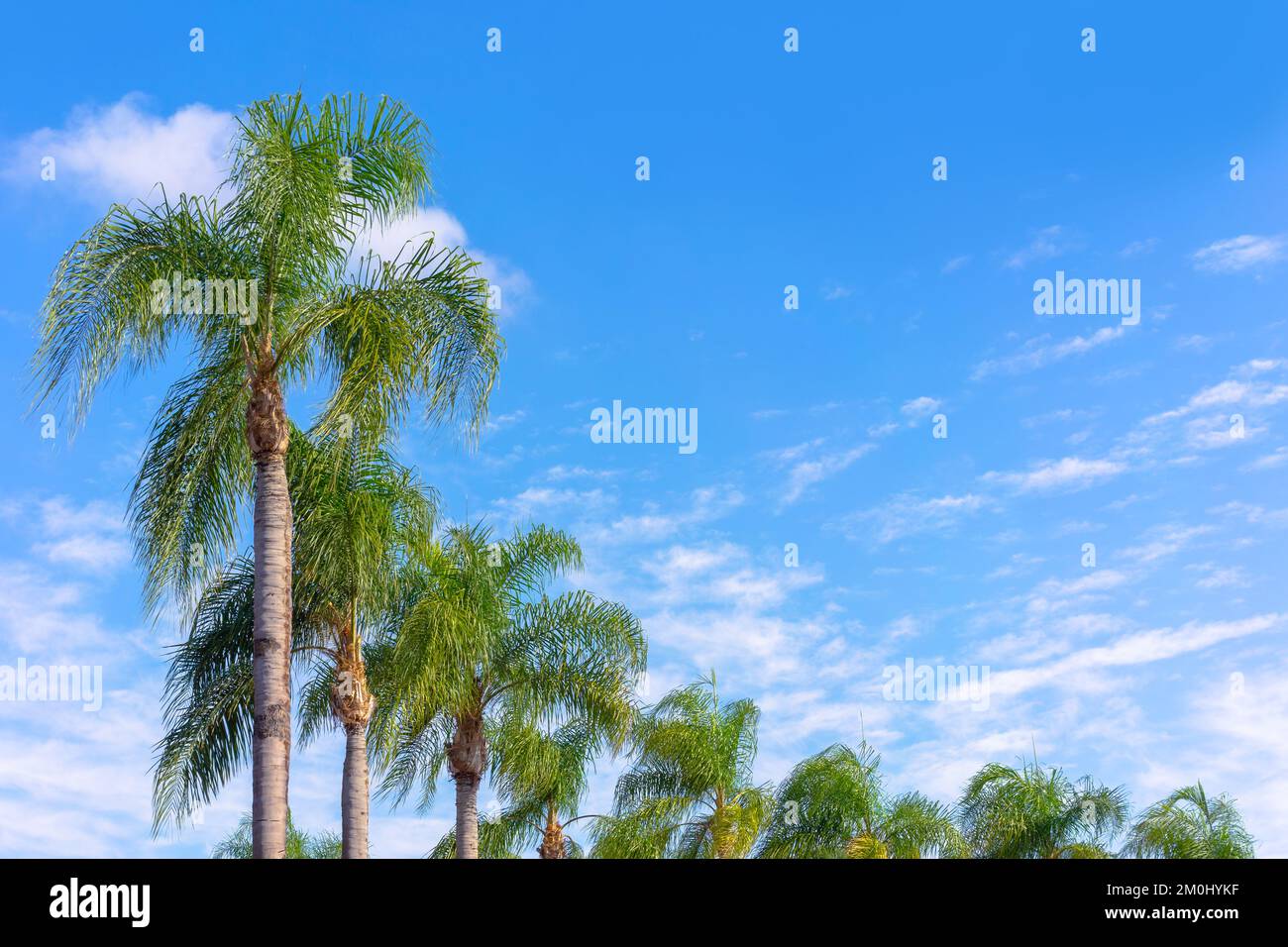 Geschmückte Palmen im Resortstil mit blauem Himmel und Wolken Stockfoto