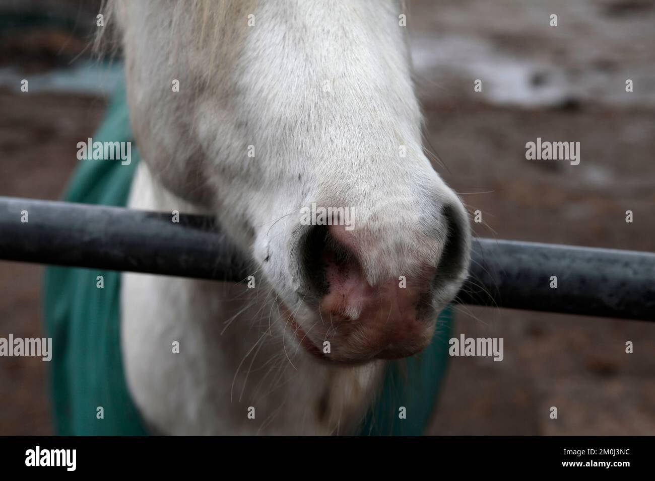 Islandpferd am Abend auf einer Koppel Stockfoto