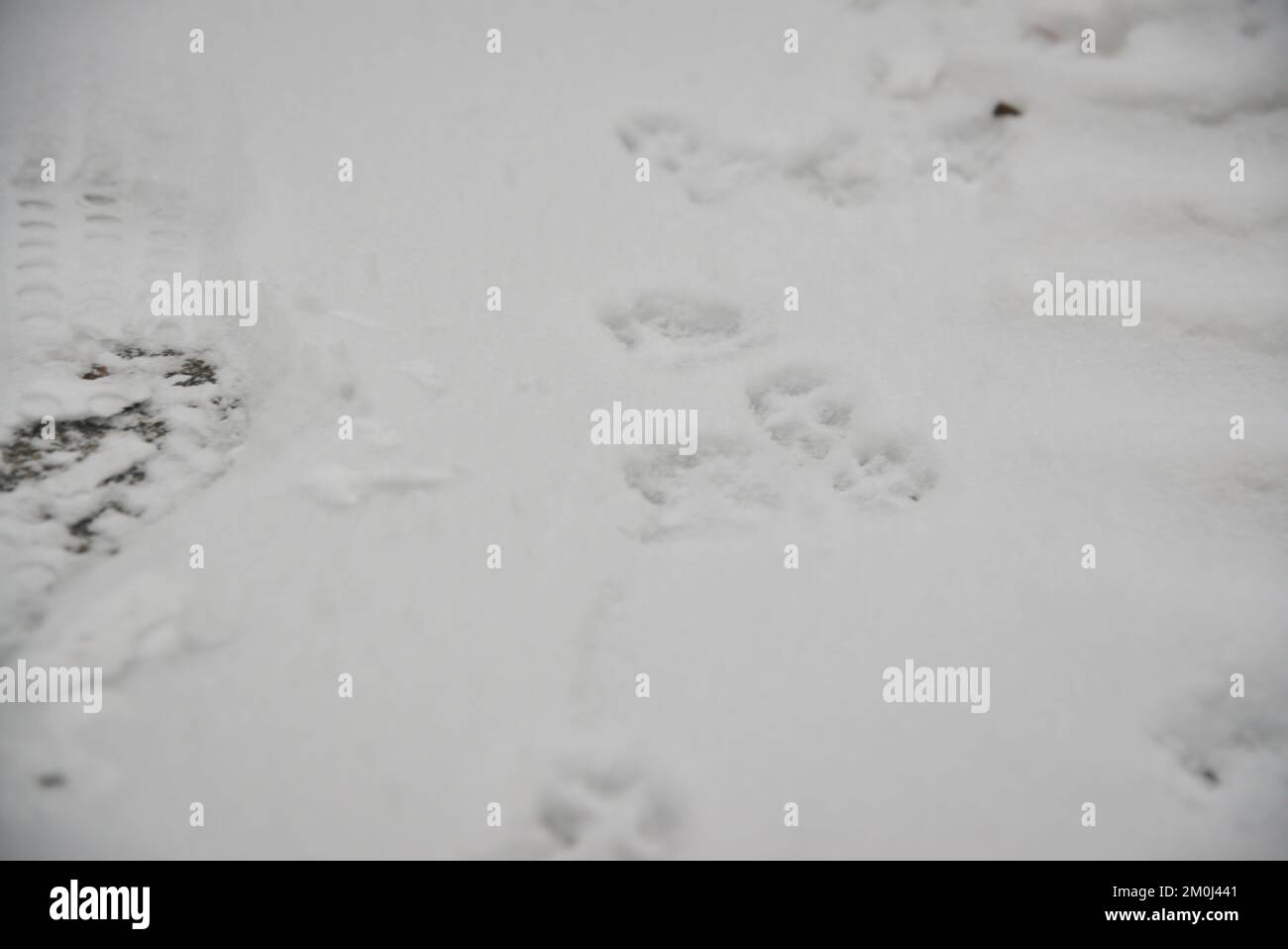 Interessanter abstrakter weißer Hintergrund mit Fußabdrücken von Katzen- oder Hundepfoten im Schnee. Pflege von Haustieren im Winter, bei kaltem Wetter. Stockfoto